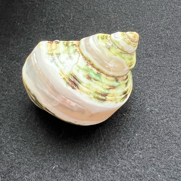 Antique shell Trinket - Picture 3 of 8